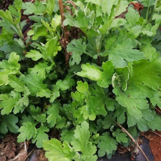 昆明金丝皇菊苗 金丝菊苗