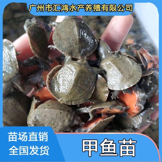 广州 甲鱼苗 水鱼苗 王八苗