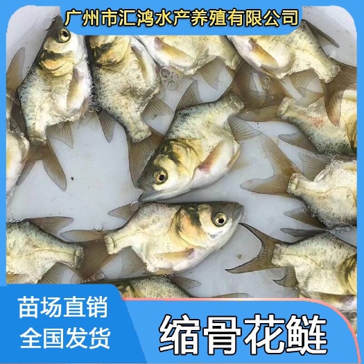 广州缩骨大头鱼苗  缩骨大头苗 仙骨花鲢