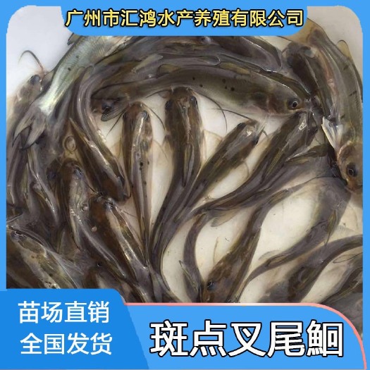 广州优质斑点叉尾鮰鱼苗 钳鱼苗