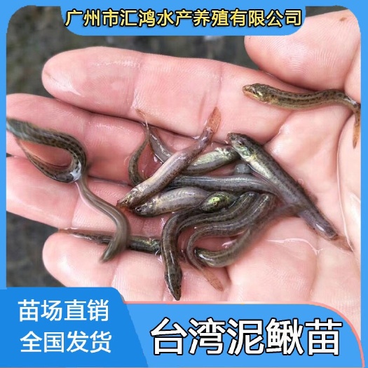 广州泥鳅苗 优质大泥鳅苗