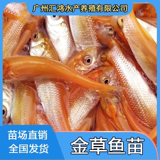 广州 优质金草鱼苗 俄罗斯金丝皖鱼