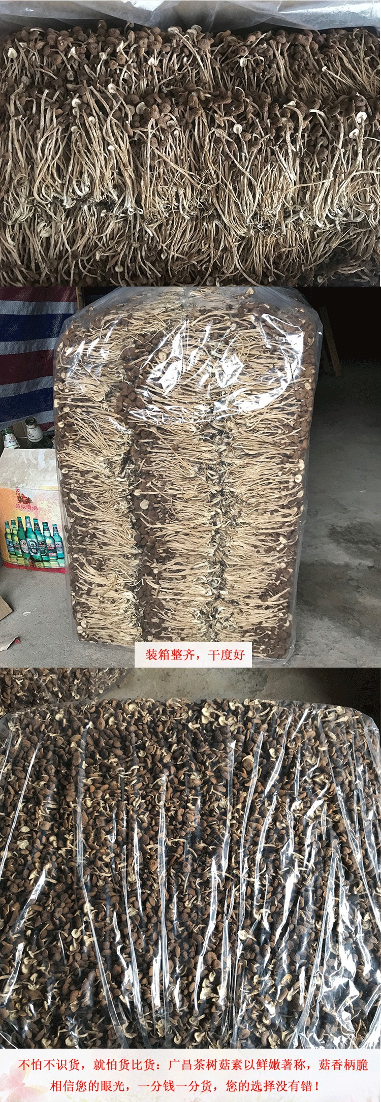 君志 江西广昌3号茶树菇干货批发 精品细条 新货 量大包邮