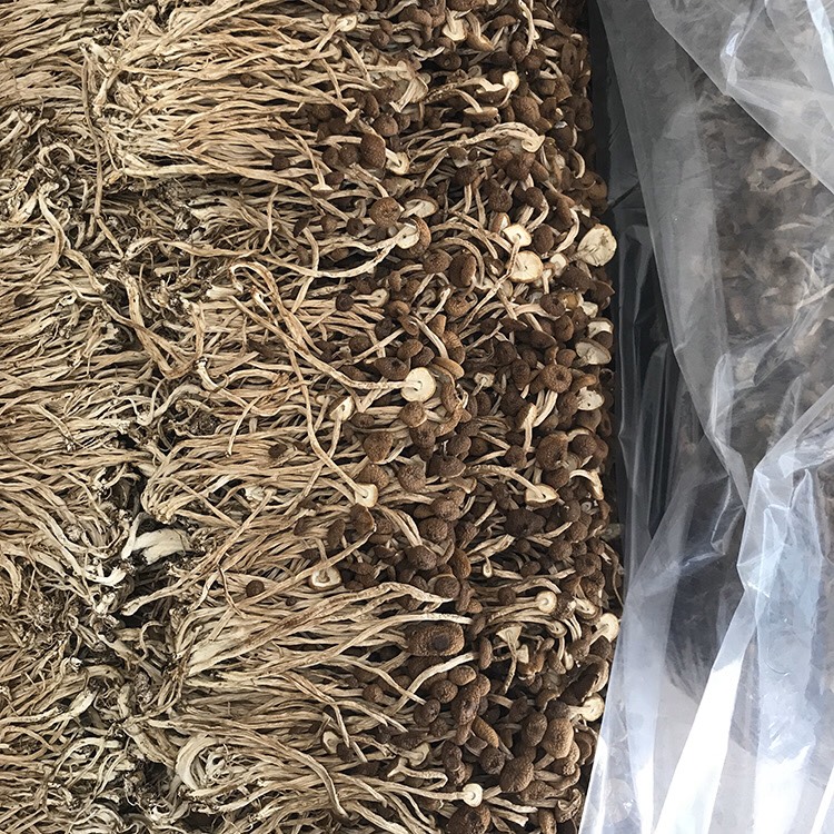 君志 江西广昌3号茶树菇干货批发 精品细条 新货 量大包邮