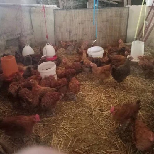 宾川县鸡肉类 新鲜