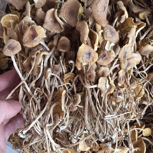 广昌县广昌5号茶树菇  君志 广昌开伞茶树菇干货批发 乱包细条 江西特产量大包邮
