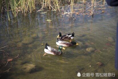 鹤山市成年水鸭鸭子水鸭老鸭活体发货