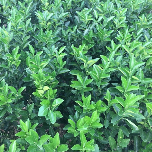 信丰县脐橙树苗 纽荷尔橙苗，脐橙苗，脱毒橙苗，无杂苗