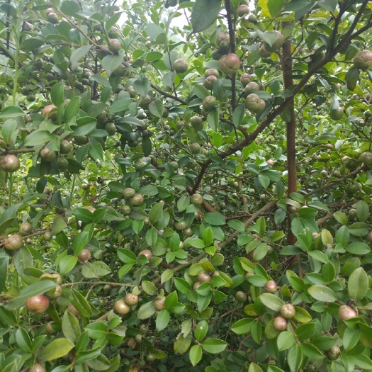 罗源县 农家自榨山茶油产地直销(天然山茶油假一赔十)