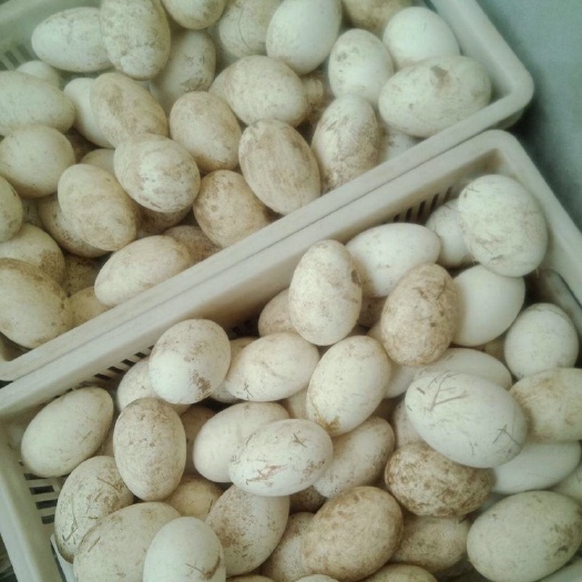 曲周县土鹅蛋 食用 箱装