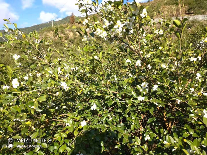  农家自榨山茶油产地直销(天然山茶油假一赔十)