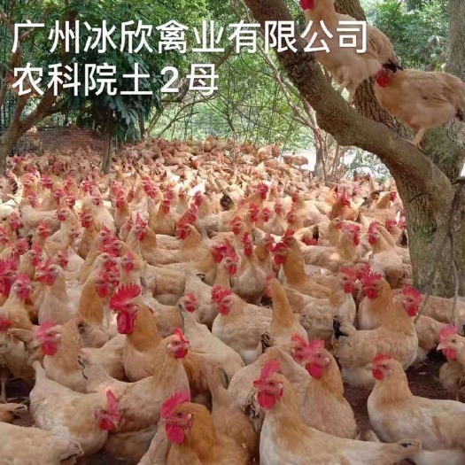 广州 农科院土2母鸡苗