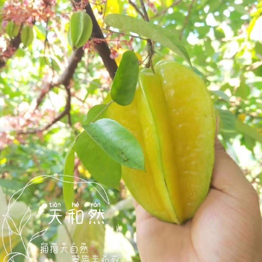 华安县 福建杨桃