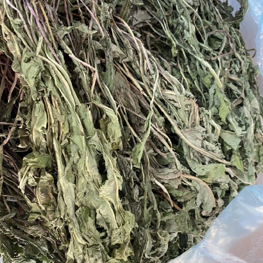 鄂伦春旗 蒲公英茶