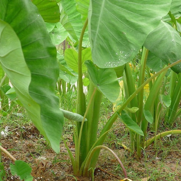 芋头种  芋头，香芋，荔浦芋头