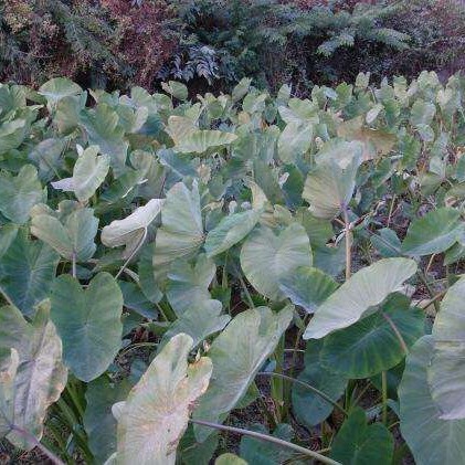 芋头种  芋头，香芋，荔浦芋头