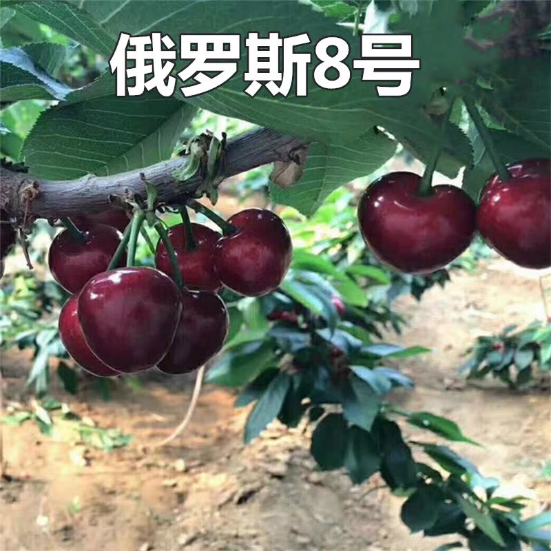樱桃树苗俄罗斯八号樱桃苗耐寒优质品种当年结果南北方种植果树