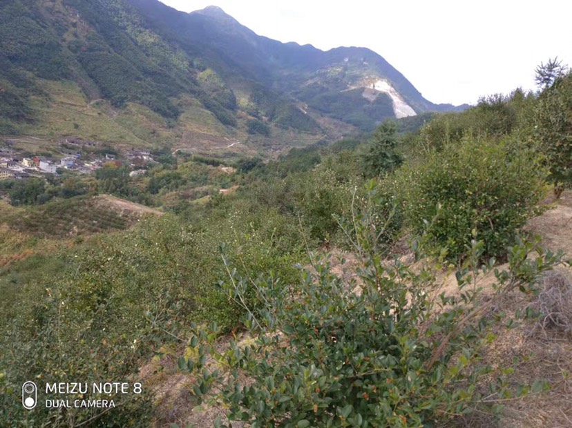  农家自榨山茶油产地直销(天然山茶油假一赔十)