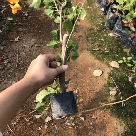 漳州 加州黄三角梅