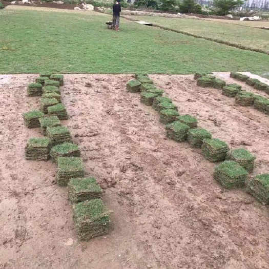 阳山县精品马尼拉草基地直销