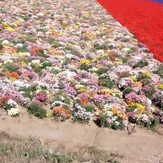 赤峰 地被菊种子