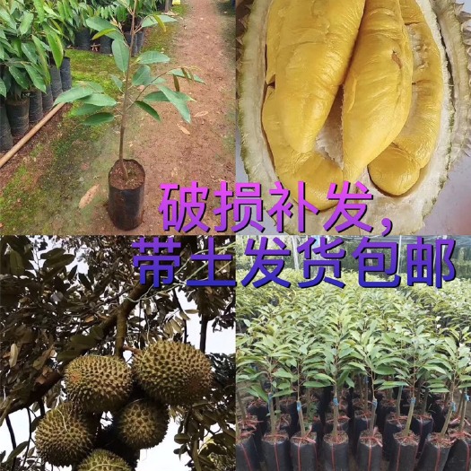 灵山县 正品 两年苗 泰国猫山王猫榴莲苗 金枕榴莲苗，品质保证