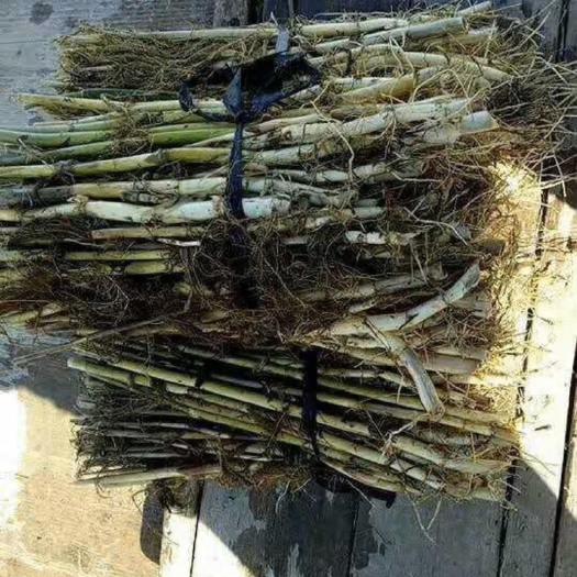 容城县 芦苇