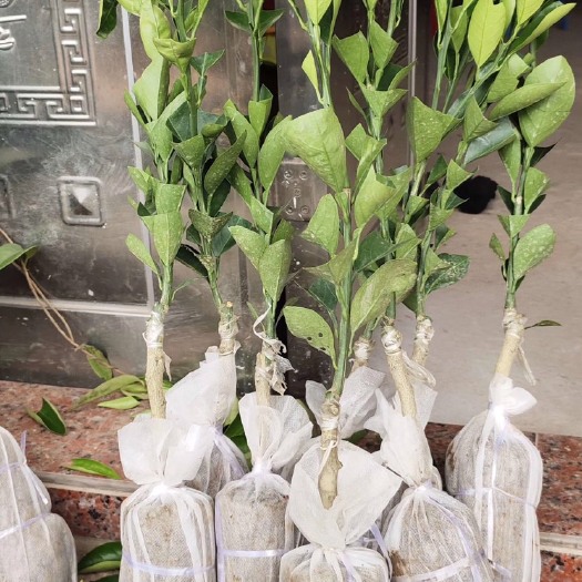 灵山县卡拉卡拉红肉脐橙苗 卡拉卡拉红肉脐橙