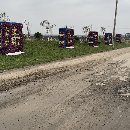 东台市 翡翠芦笋