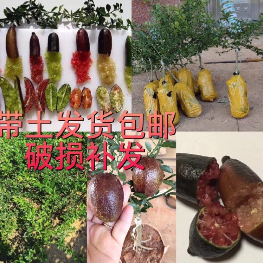 灵山县 新品种手指柠檬苗，紫色手指柠檬苗，带土包邮发货！