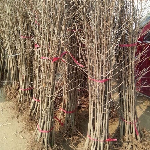 苍溪县银杏树苗绿化占地苗，量大从优