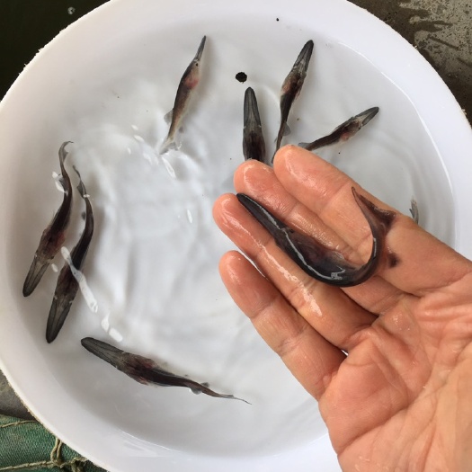 广州 大量优质鸭嘴鱼苗匙吻鲟鱼苗