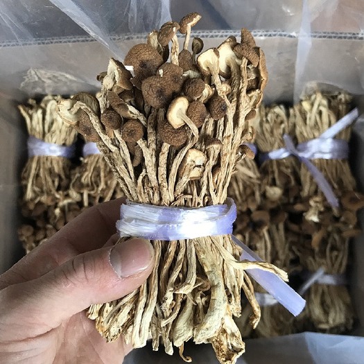 广昌县 君志 江西广昌剪根茶树菇干货批发 3号菇无夹心 特级