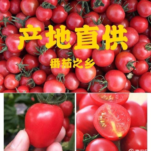 厦门 非千禧果圣女果现发5斤应季水果小孩孕妇可以吃的小西红柿
