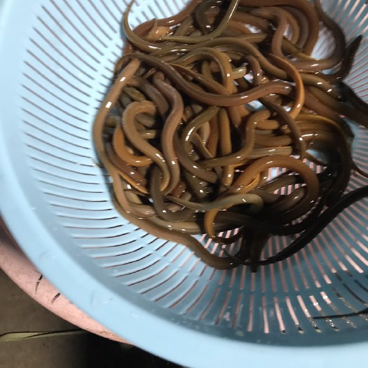 广州各种规格杂交黄鳝苗本地黄鳝苗价格全国批发送货上门