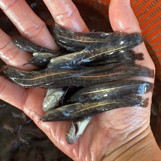 广州 供应优质杂交大口鲶鱼苗南方大口鲶鱼土鲶鱼苗