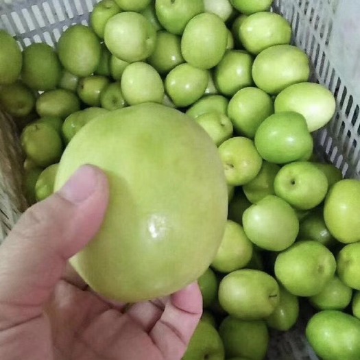 漳浦县蜜枣 牛奶枣