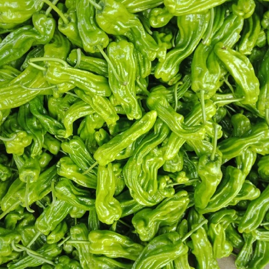 兰陵县黄皮辣椒    芜湖椒大量上市