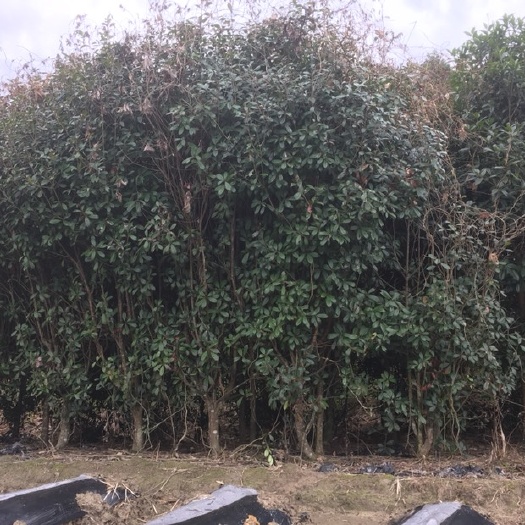 邵武市 超低价格桂花树，红叶石南。量大优惠