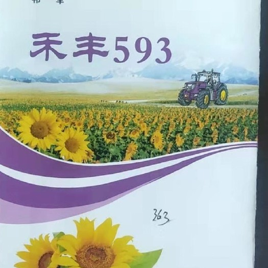 酒泉向日葵种子 禾丰593。 原名363