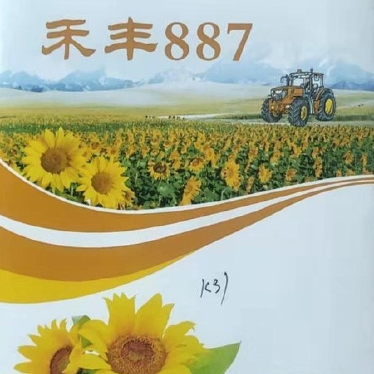 张掖向日葵种子 禾丰887。原名K31