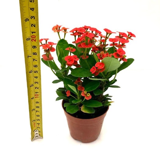 新沂市多肉虎刺梅 刺梅