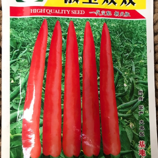通海县椒玉双双单生朝天椒种子大果朝天椒鲜椒