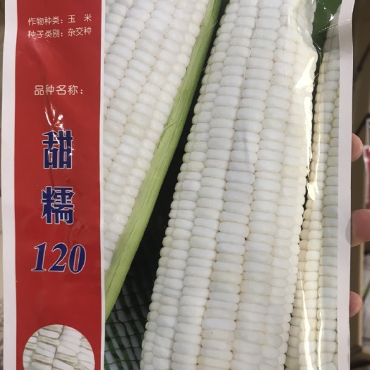 临沂京科糯2000玉米种子   甜糯120大棒型甜糯玉米种子