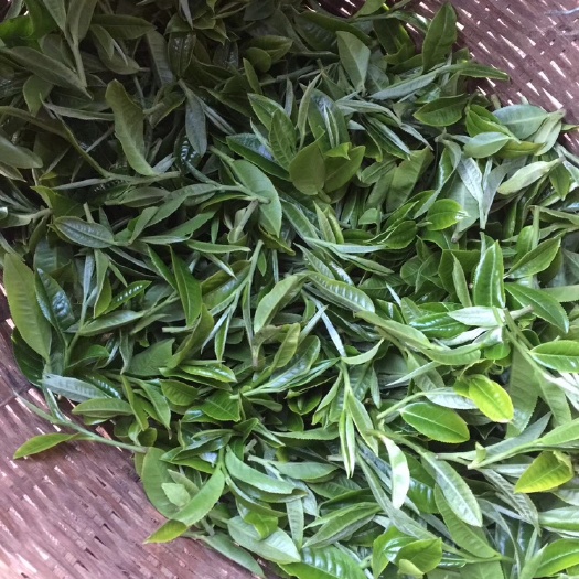永德县云南绿茶 没有打农药每年都要动手修枝打叶，这样才能长出更好的嫩牙