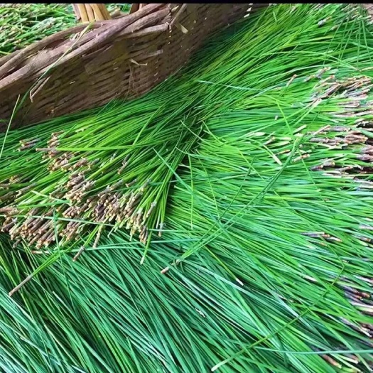 钦州松树枝