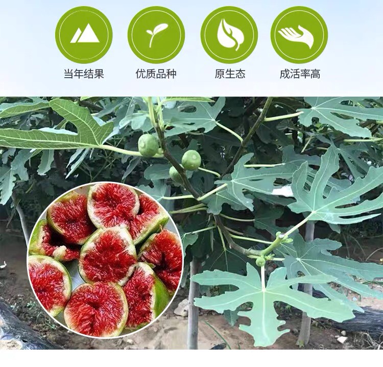 红心无花果苗 红心无花果嫁接苗南北方种植产量高早熟晚熟盆栽地栽基地直销