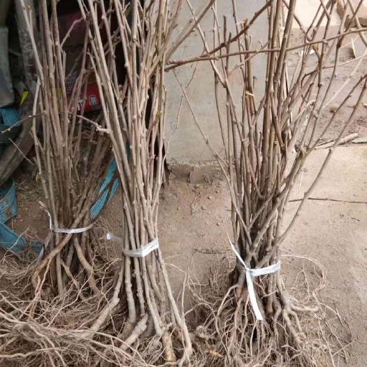 泰安 龙城二号猕猴桃苗品种纯正