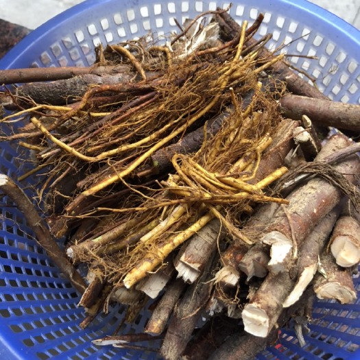 梅州 五指毛桃     新鲜  地下根部，现挖现卖