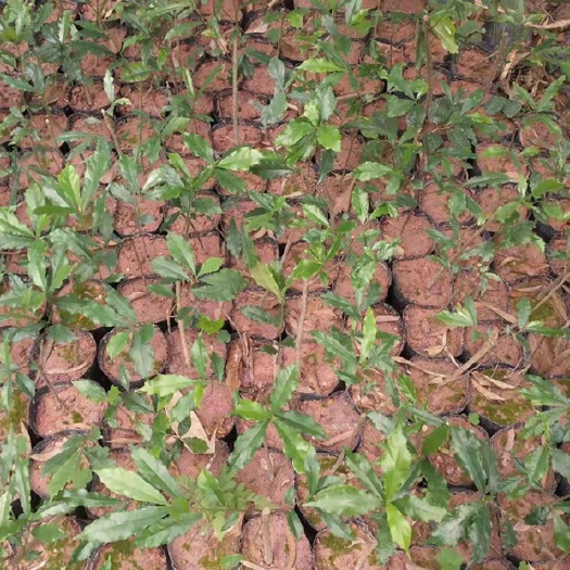 灵山县牛奶树根 百花牛奶